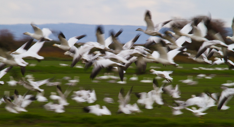 Snow Geese In Flight